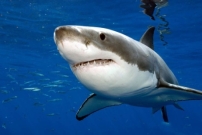 Генетики пояснили довгожительство білих акул